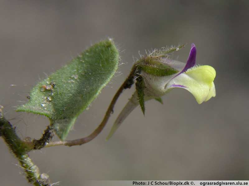 Blomma ensam på långa skaft från bladveck.